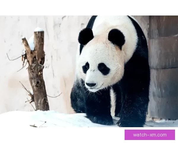 熊猫体育下载助力用户畅享全方位体育赛事直播与精彩分析体验